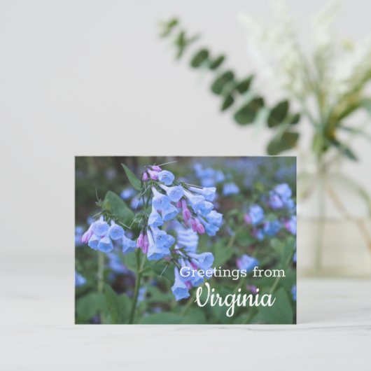 Virginia Staat Bluebell Blume Postcard Postkarte (Stehend Vorderseite)