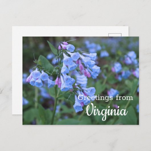 Virginia Staat Bluebell Blume Postcard Postkarte (Vorne/Hinten)