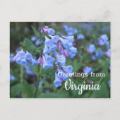 Virginia Staat Bluebell Blume Postcard Postkarte (Vorderseite)