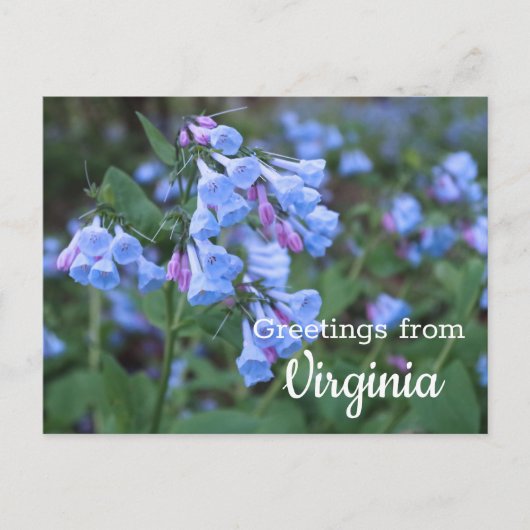 Virginia Staat Bluebell Blume Postcard Postkarte (Vorderseite)