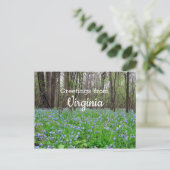 Virginia Staat Bluebell Blume Postkarte (Stehend Vorderseite)