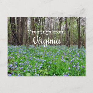 Virginia Staat Bluebell Blume Postkarte