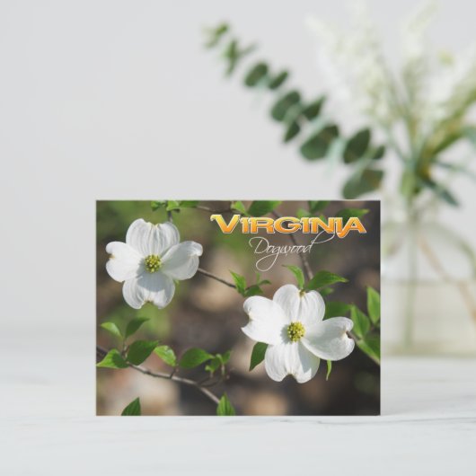 Virginia Staat Blume: Dogwood Postkarte (Stehend Vorderseite)