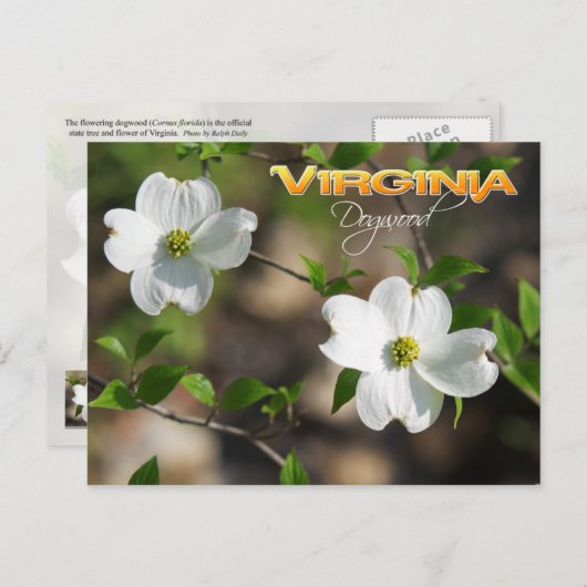 Virginia Staat Blume: Dogwood Postkarte (Vorne/Hinten)