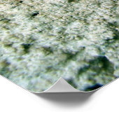 Virginia Strampler Blätter Poster (Ecke)