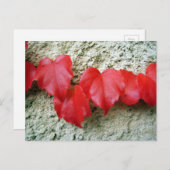 Virginia Strampler Blätter Postkarte (Vorne/Hinten)