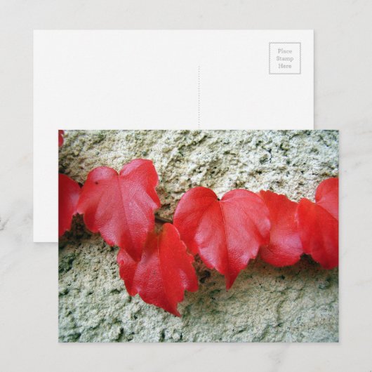 Virginia Strampler Blätter Postkarte (Vorne/Hinten)