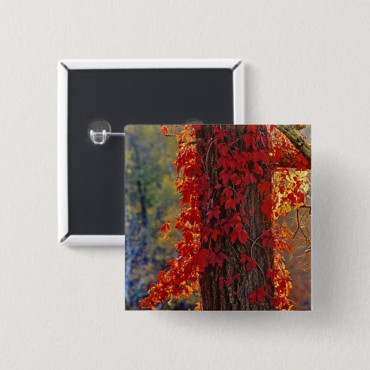 Virginia-Strampler im Herbst strahlend rot Button (Vorne & Hinten)