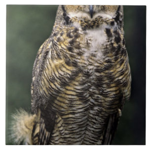 Virginia-Uhu (Bubo virginianus), ganzer Körper Fliese