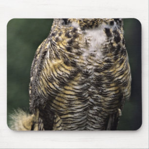 Virginia-Uhu (Bubo virginianus), ganzer Körper Mousepad