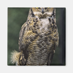 Virginia-Uhu (Bubo virginianus), Ganzkörper Magnet