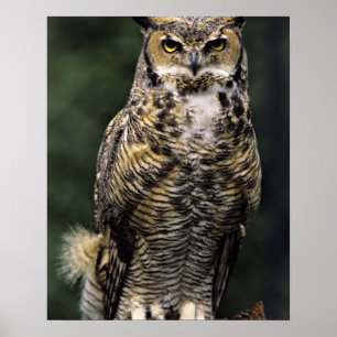 Virginia-Uhu (Bubo virginianus), Ganzkörper Poster