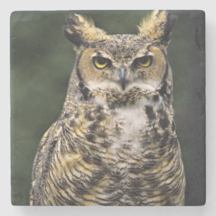 Virginia-Uhu (Bubo virginianus), Ganzkörper Steinuntersetzer