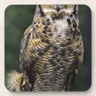 Virginia-Uhu (Bubo virginianus), Ganzkörper Untersetzer