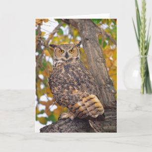 Virginia-Uhu, Bubo virginianus, gebürtig zu Karte