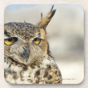 Virginia-Uhu (Bubo virginianus), Gefangener Untersetzer