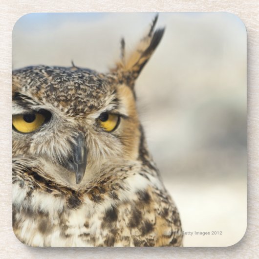 Virginia-Uhu (Bubo virginianus), Gefangener Untersetzer (Vorderseite)