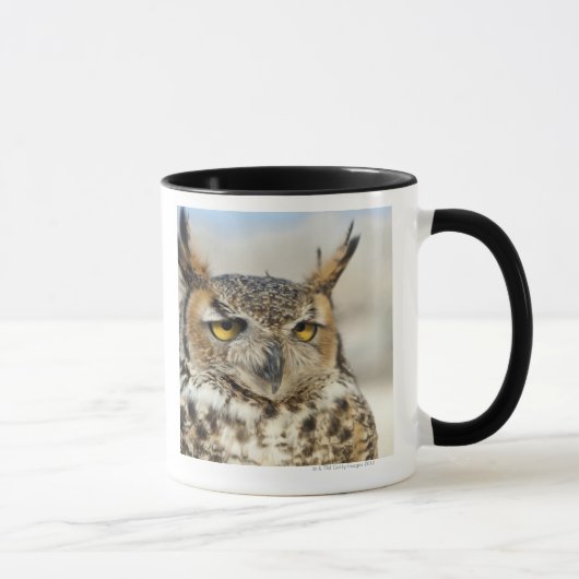 Virginia-Uhu (Bubo virginianus) Tasse (Rechts)