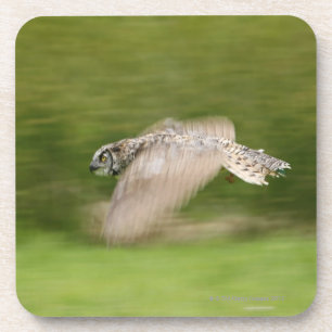 Virginia-Uhu (Bubo virginianus) Untersetzer
