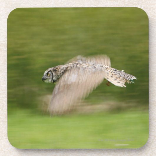 Virginia-Uhu (Bubo virginianus) Untersetzer (Vorderseite)