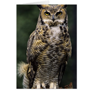 Virginia-Uhu (Bubo virginianus), Vollkörper