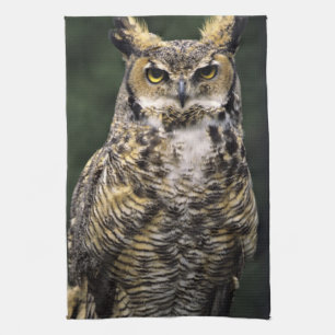 Virginia-Uhu (Bubo virginianus), Vollkörper Handtuch