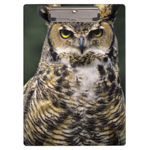 Virginia-Uhu (Bubo virginianus), Vollkörper Klemmbrett