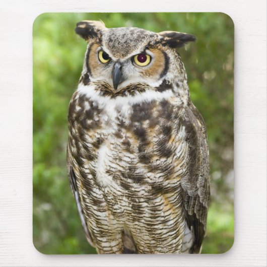 Virginia-Uhu Mousepad (Vorne)