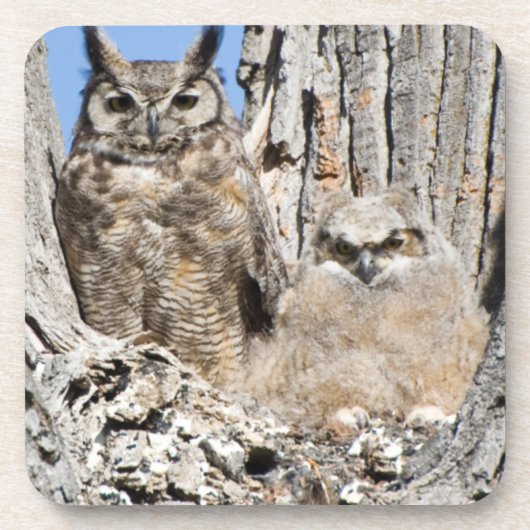 Virginia-Uhu und Owlet Getränkeuntersetzer (Vorderseite)