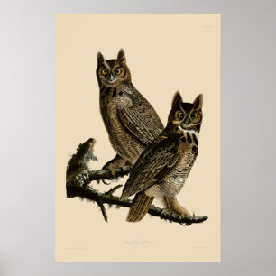 Virginia-Uhu von John James Audubon Poster