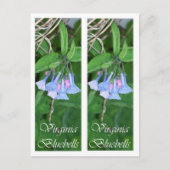 VIRGINIAbluebells-LESEZEICHEN Postkarte (Vorderseite)