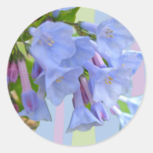 Virginiabluebells-Wildblume-Aufkleber Runder Aufkleber