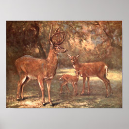 Virginian Deer, alias White Tails Deer by CE Swan Poster