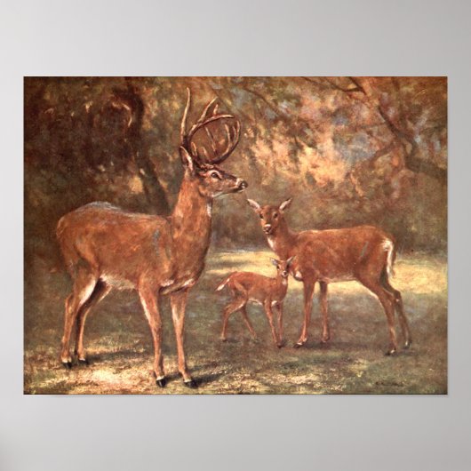 Virginian Deer, alias White Tails Deer by CE Swan Poster (Vorne)