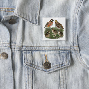 Virginiawachtelfamilie Button
