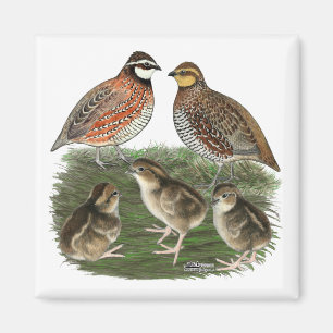 Virginiawachtelfamilie Magnet