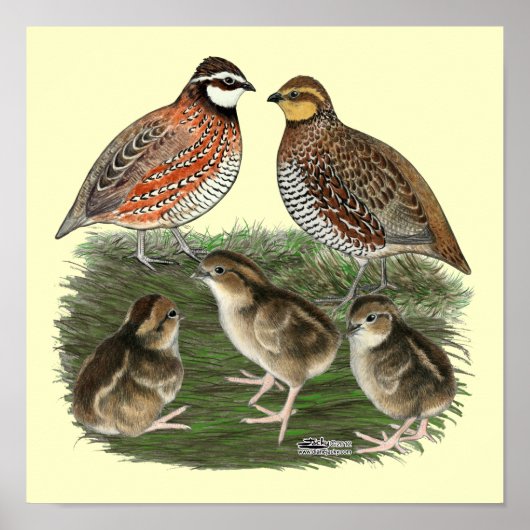 Virginiawachtelfamilie Poster (Vorne)