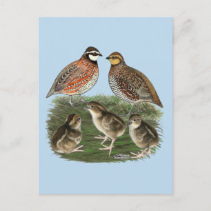 Virginiawachtelfamilie Postkarte