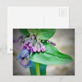 Virginina Blauglocken Postkarte (Vorne/Hinten)