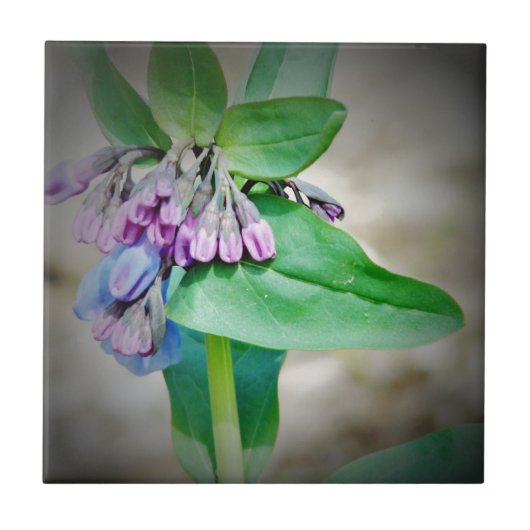 Virginina Bluebells Fliese (Vorderseite)
