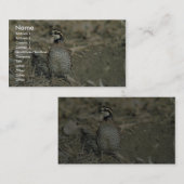 Virginische Wachteln Visitenkarte (Vorne/Hinten)