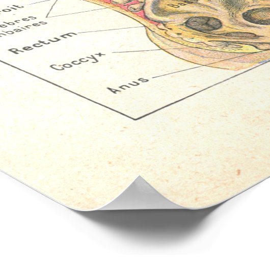 Viscera & Abdominal Anatomie Poster Französisch (Ecke)