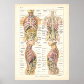 Viscera & Abdominal Anatomie Poster Französisch (Vorne)