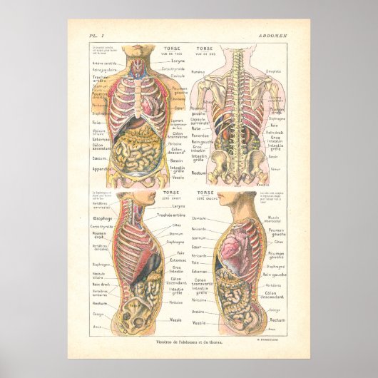 Viscera & Abdominal Anatomie Poster Französisch (Vorne)