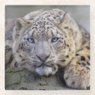 Vishnu Schneeballglas Untersetzer