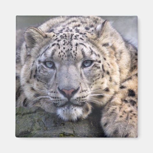 Vishnu Snow Leopard Magnet (Vorne)