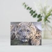 Vishnu Snow Leopard Postcard Postkarte (Stehend Vorderseite)