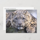 Vishnu Snow Leopard Postcard Postkarte (Vorne/Hinten)