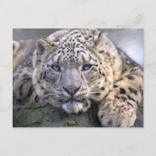 Vishnu Snow Leopard Postcard Postkarte