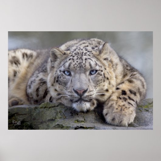 Vishnu Snow Leopard Print Poster (Vorne)